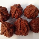 귀족호도 이미지