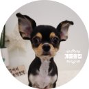 개들의 집 이미지