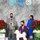 위드미펫살롱 이미지