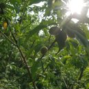 안말농장 이미지