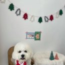 뭉구르밍 이미지