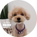 개들의 집 이미지