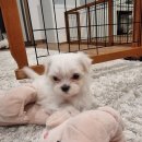 히든밸리켄넬 이미지