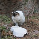 고양이세수 이미지