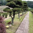 용인 광주 전주 수목장 자연장 추천 합니다 이미지