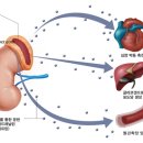 아드레날린(에피네프린) 이미지