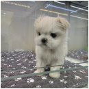 도그마루 천안지점 이미지