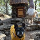 제주축산업협동조합 동물병원 | 제주 애월 마리네 동물병원 설사로 급 내원 후기(2026.02.03.)