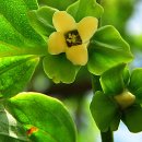 감꽃향기 이미지