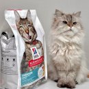 안녕고양이 | 고양이 사료 브랜드 추천 힐스 어덜트 인도어 급여 후기