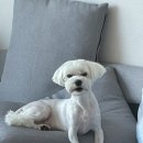 이쁘니 이발소 이미지