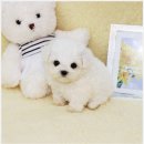 오독 강아지 안심분양센터 원주점 | 인천강아지분양 오독안심분양센터 친구와 함께한 방문 후기 실내 깔끔한 공간