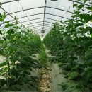 깜순이농장 이미지