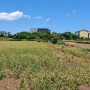 대정읍사무소 2 이미지