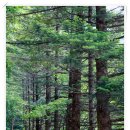 소금강장천마을 이미지