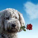 정말로동물병원 이미지