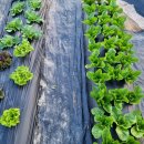 푸른건강녹즙 | 상추로 만든 녹즙 효능과 부작용 알고 먹기