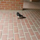 까치PC방 이미지