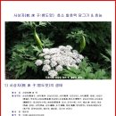 효소 - 사상자(蛇 床 子:뱀도랏) 효소 담그기(질염,류마티스.통풍.자양강장) 이미지