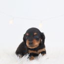 대구강아지분양 도로시펫 이미지