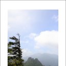 에델바이스 이미지