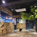 독특하개 이미지