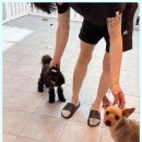 베베호텔 유치원 & 애견스파 | 군포애견호텔 저희 반려견의 두 번째 집, 베베호텔 유치원 애견스파