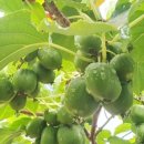 이미순농장 이미지