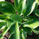 산마늘펜션 이미지