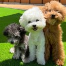 빵순돌이네 이미지