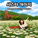 꽃밭 | 미원 샤스타데이지 직접 다녀온 꽃밭 후기