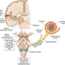 tinnitus (auditory pathway, nonauditory pathway) - 세상에 쉬운게 없구나ㅠ 이미지