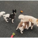 더펫센터