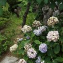 큰소나무민박 이미지