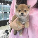 고양&화이트퍼피켄넬 | 별내강아지분양 매력적인 화이트시바견을 만나다 퍼피플라워 하남점 방문 후기