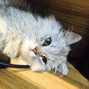 앙리동물병원 이미지