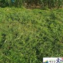 두란농장 이미지