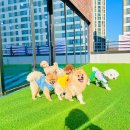 댕댕's 화양연화 이미지