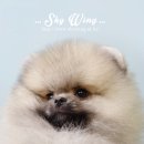 스카이윙 이미지
