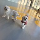 옐레드 시흥은계호수점 | 사랑스런 우리 댕댕이의 시흥강아지유치원, 옐레드 시흥은계호수점