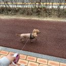 딩동 펫 살롱 이미지