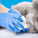 24시센트럴동물메디컬센터 이미지