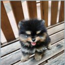 청주강아지분양 애견입양 애견미용 바른펫 | 청주강아지분양에서 만난 특별한 반려견과 행복한 순간들