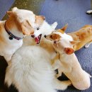 재미나개 이미지