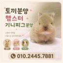 애니멀프렌즈 | 시흥 애니멀프렌즈 "토끼분양" 전 꼭 알아야 할 사항, 건강한 반려토끼를 만나는 방법