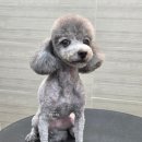 댕댕그루밍 이미지