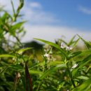 여름소풍 이미지