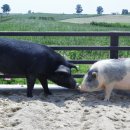 맑은축산 이미지