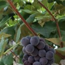 사포농장 이미지