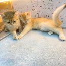 놀면묘하냥 고양이카페 이미지